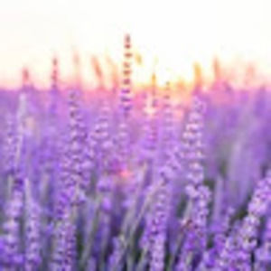 Meet your Posher, Gavin